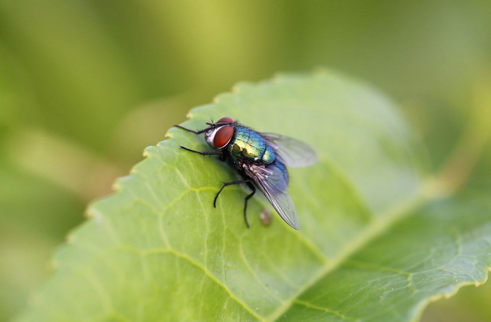 Médico alerta para os riscos à saúde de moscas nos alimentos